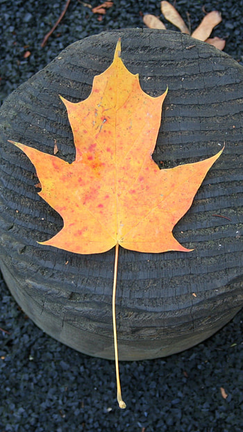 Orange tree leaf fall, Sony Xperia X XZ Z5 Premium, Stunning , Vibrant colors HD phone wallpaper
