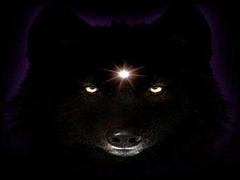 Black Beauty, abstract, wolf, fantasy, animals HD wallpaper