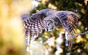 Barn Owl, animal, bird, owl HD wallpaper