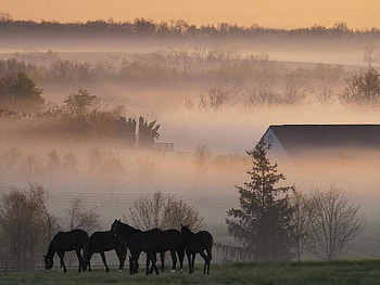Animals, Horses HD wallpaper