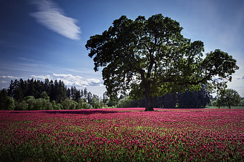 Landscape, Nature, Flowers, Pink, Wood, Tree, Field, Polyana, Glade, Cloud HD wallpaper