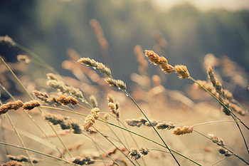 Nature, Grass, Drops, Ears, Spikes HD wallpaper