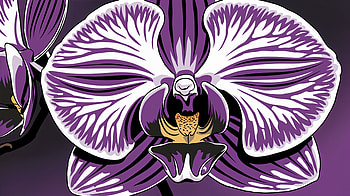 orchid, purple flower, nature, floral design HD wallpaper