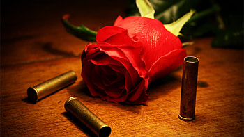 A RED ROSE FOR PRINCESS GAYATRI, beautiful, super, nice, for, thing, love, ever, cool, nature, amazing HD wallpaper
