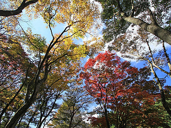 Nature, Trees, Sky, Leaves, Up, Top HD wallpaper