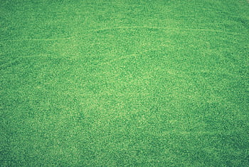 High-quality vibrant green grass texture perfect for backgrounds and digital use. HD wallpaper