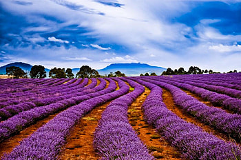 Flowers in Field, beautiful, flowers, , field HD wallpaper