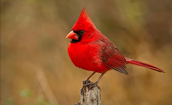 CARDINAL, Bird, Wings, Feathers, Red HD wallpaper