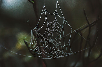 Web, Drops, Macro, Close-Up HD wallpaper