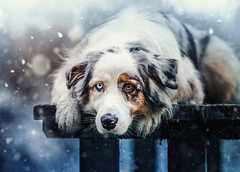 dog, winter, iarna, australian shepherd, caine HD wallpaper