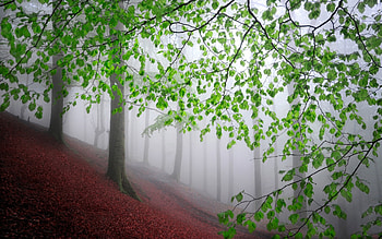 Misty Forest, mist, trees, forest, hill HD wallpaper