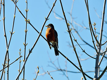 Spring Robin, Bird, graphy, Tree, Robin, Spring, Sky HD wallpaper