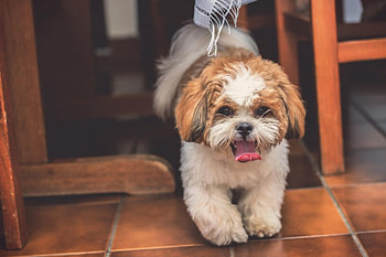 Dog, sweet, animal, dogs, cute, beautiful, puppys, puppy, pretty, animals, lovely HD wallpaper