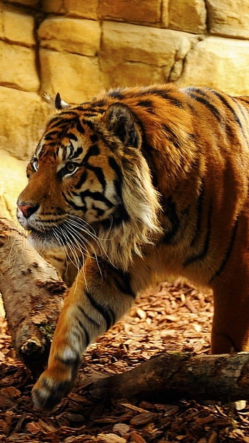 Tiger , Sunlight Background HD phone wallpaper