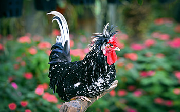 Rooster, chicken, black, bird, year, pasare, cocos, feather, cock, green HD wallpaper