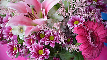Beautiful Flowers, nature, flowers, bloom, gerbera HD wallpaper