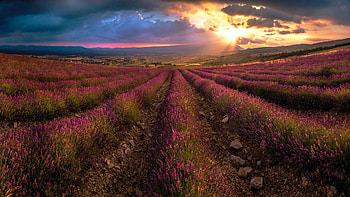 Lavender Field, clouds, summer, sky, sunset, landscape HD wallpaper
