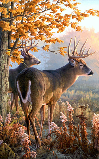 Majestic Deer in Autumn – Stunning Animal , Animal, deer HD phone wallpaper