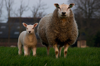 Two grazing sheep, Farm animal graphy, Herd in motion, Rural life HD wallpaper