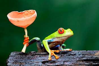 Mushroom, Red Eyed Tree Frog HD wallpaper