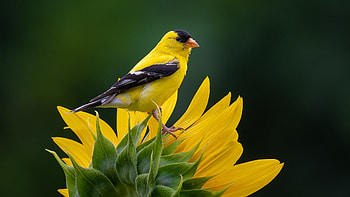 Goldfinch on a Sunflower, bird, petals, blossom, flower HD wallpaper