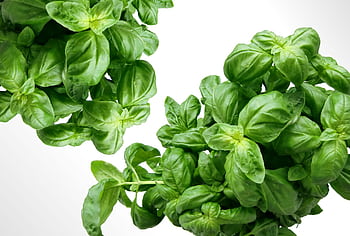 Vibrant fresh basil leaves, perfect for healthy cooking and herbal use. HD wallpaper