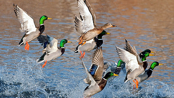 Animals, Rivers, Ducks, Lake, Splash, Flight HD wallpaper