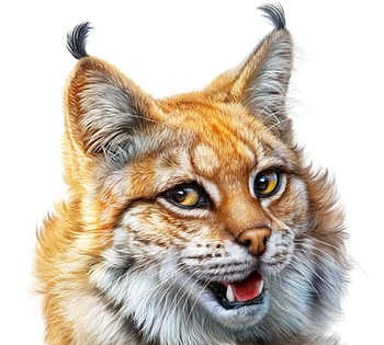 Lynx, gorgeous, alenaekaterinburg, face, cat, frumusete, superb, pisici, fantasy HD wallpaper
