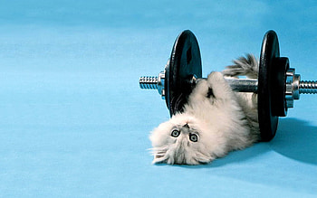 Animals, Cat, Lie, To Lie Down, Dumbbells, Joke HD wallpaper