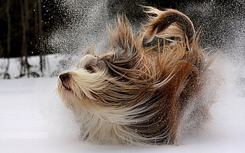 Animals, Dogs HD wallpaper