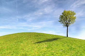 Nature, Grass, Sky, Horizon, Wood, Tree HD wallpaper