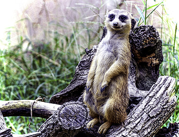 Animals, Sweetheart, Nice, Cool, Meerkat, Surikat, Posing HD wallpaper
