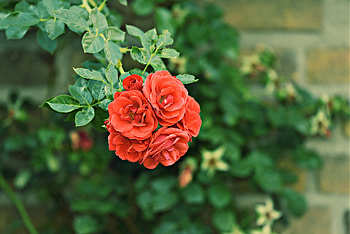 Flowers, Roses, Bush, Bloom, Flowering, Garden, Buds HD wallpaper