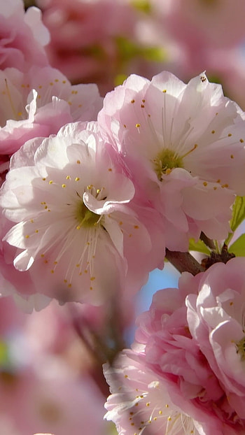 May Background, Flowers HD phone wallpaper