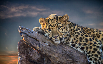Leopard, Leopard , Animal HD wallpaper