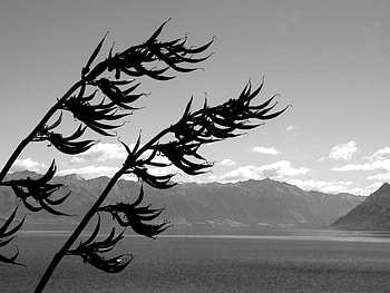 Lake Hawea, New Zealand, grass, mountains, new zeland, lake HD wallpaper