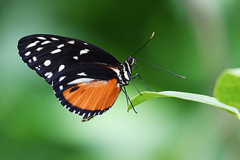 A close-up of a vibrant butterfly resting on a leaf against a green blurred background. HD wallpaper
