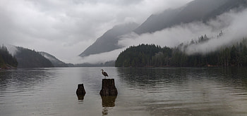 Animals, Mountains, Lake, Bird, Fog, Crane HD wallpaper