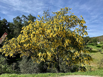 Acacia Tree, Full bloom beauty, Backyard delight, Vibrant blossoms HD wallpaper