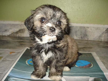 Shih-Tzu puppy sitting on a newspaper, sitting, dogs, shihtzu, shih-tzu, puppies, cute, shih tzu HD wallpaper
