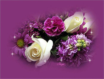 Flowers for Rosarina, rose, purple, white, flower, nature HD wallpaper