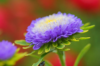 Flowers, Lilac, Flower, Petals, Bud, Aster HD wallpaper