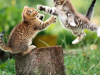 Supercat, cat HD wallpaper