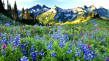 Nature, Flowers, Sky, Mountains, Dahl, Distance HD wallpaper