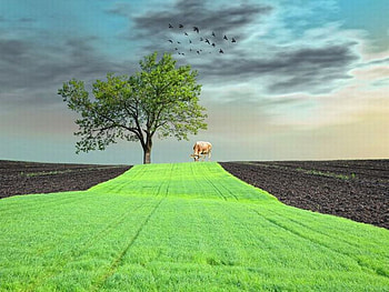 Green Carper, carper, beautiful, , green HD wallpaper