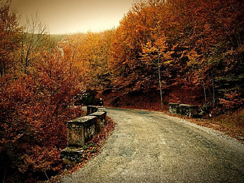 A road through fall, road, fall HD wallpaper