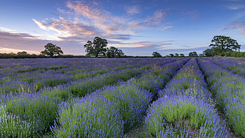 Lavender, Ultra , Stunning background, Nature's charm HD wallpaper