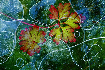Background, Leaves HD wallpaper