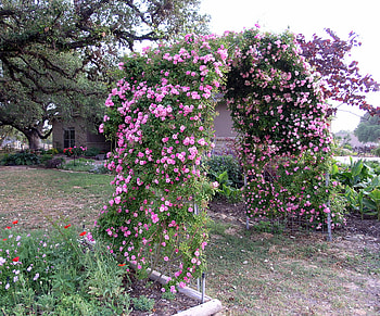 rose arch, pink, roses, arch, garden, nature, flowers HD wallpaper
