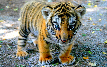 Adorable baby tiger, High definition, , Striking ry HD wallpaper
